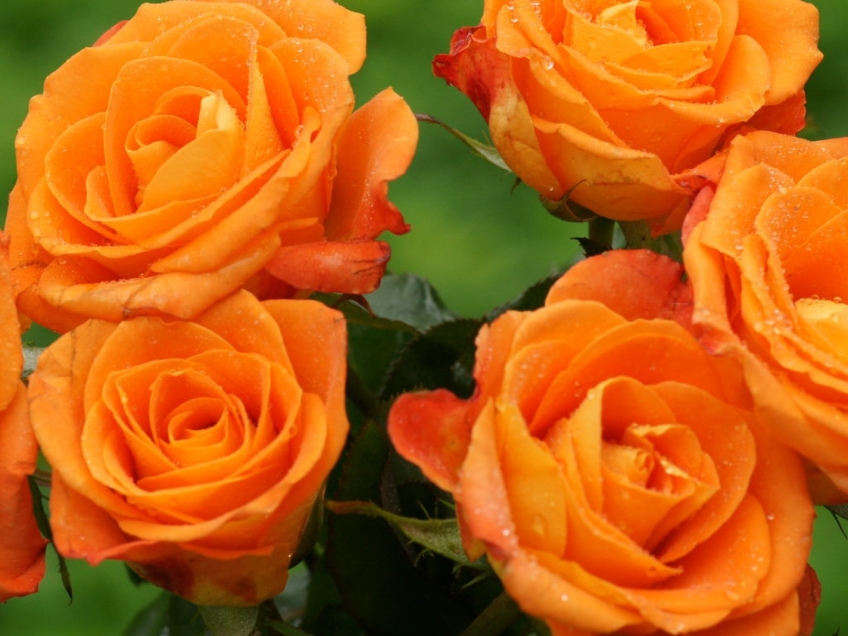 Trandafiri Pentru Gradina Imagini Desktop 3d Imagini 3d Poze