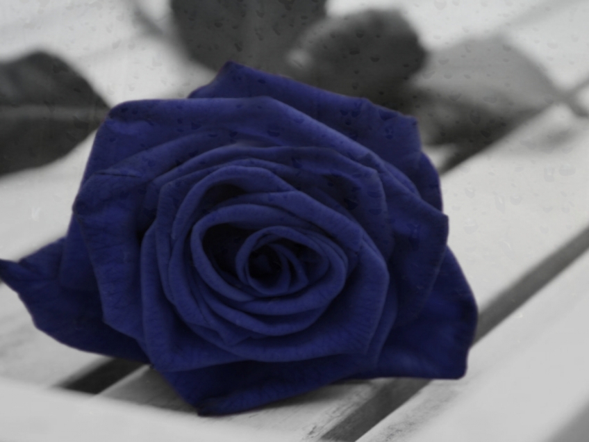 Poze Cu Trandafiri Albastri Imagini Desktop 3d Imagini 3d Poze