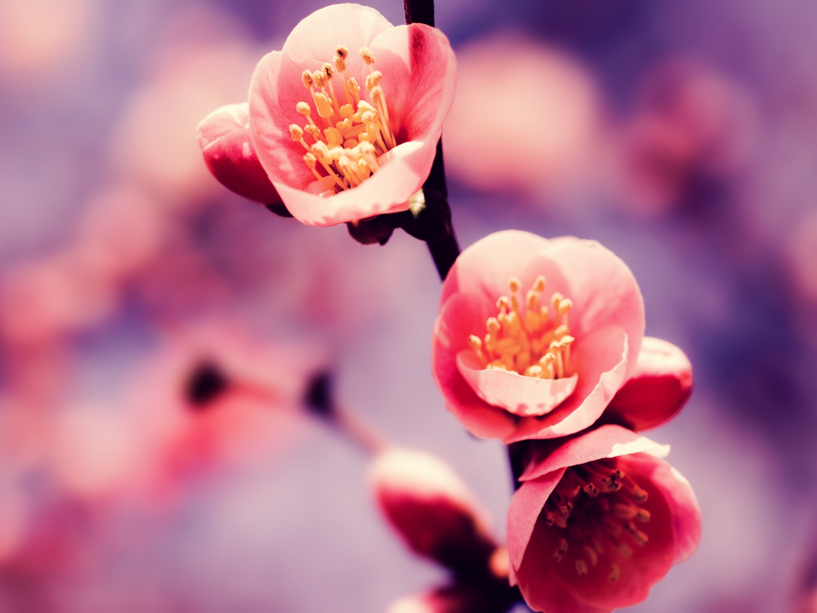 94 Imagini Desktop 3d Imagini 3d Poze Cu Flori Poze Frumoase